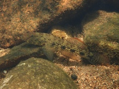 False Celebius Goby photo 2