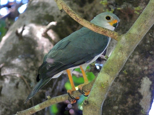 Grey Goshawk (Tachyspiza novaehollandiae), photo 5