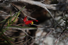 Grevillea nudiflora, photograph (c) Greg Tasney, some rights reserved (CC BY-SA)