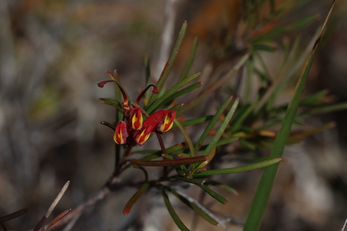 Grevillea nudiflora, photograph 2