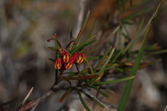 Grevillea nudiflora, photograph (c) Greg Tasney, some rights reserved (CC BY-SA)