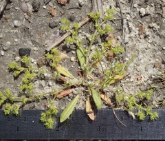 Chorizanthe procumbens