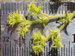 Chorizanthe procumbens