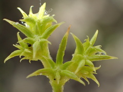 Chorizanthe procumbens