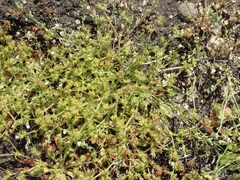 Chorizanthe procumbens