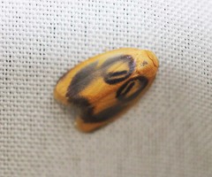 Trischalis subaurana