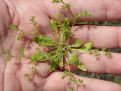 Chorizanthe procumbens