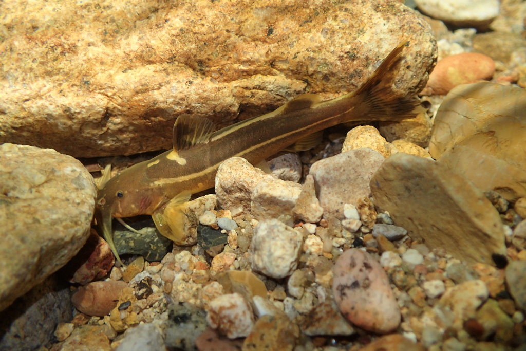 Glyptothorax pallozonus in November 2023 by Tse Chung Yi · iNaturalist