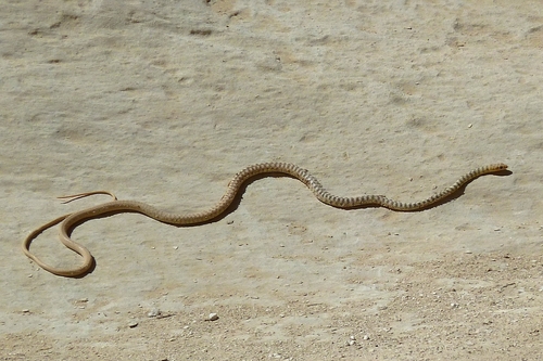 Sahara Racer