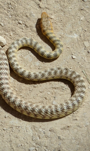 Sahara Racer