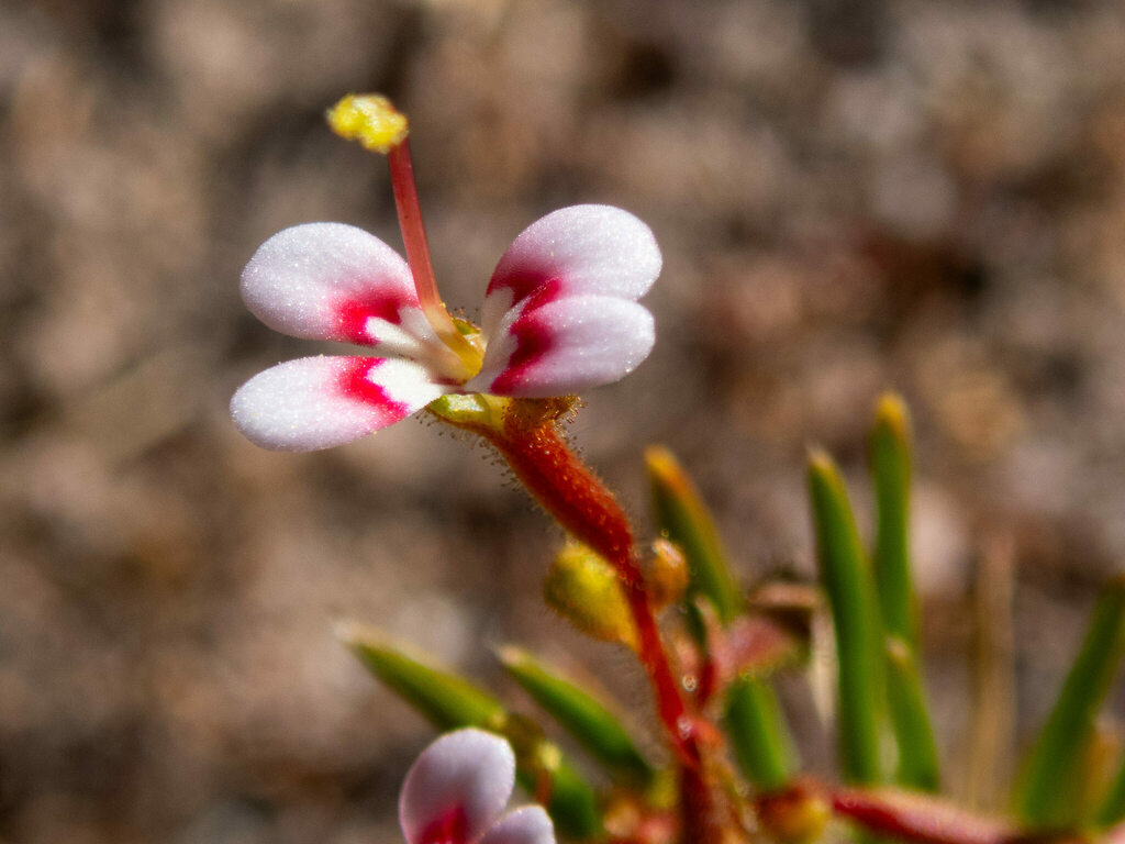 Pins-and-needles