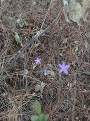 Pseuderanthemum praecox