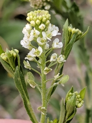 Lepidium virginicum virginicum