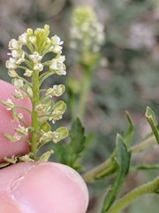 Lepidium virginicum virginicum
