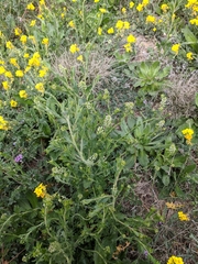 Lepidium virginicum virginicum