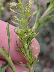 Lepidium virginicum virginicum