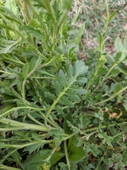 Lepidium virginicum virginicum