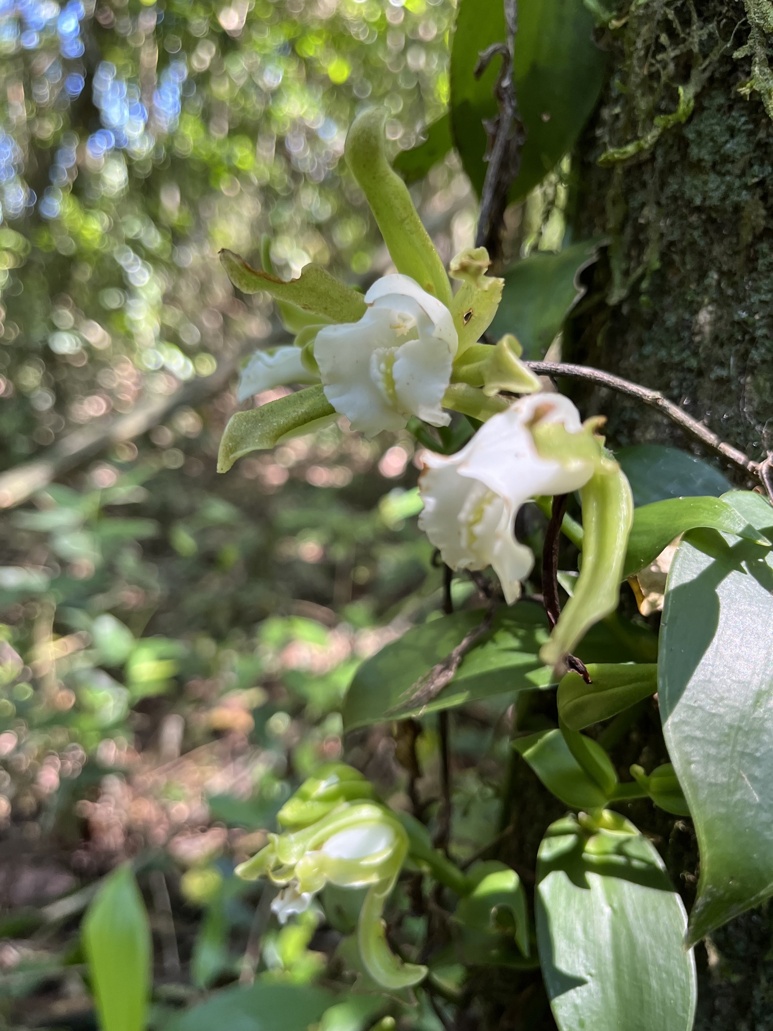 Vanilla angustipetala