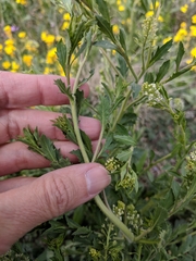 Lepidium virginicum virginicum