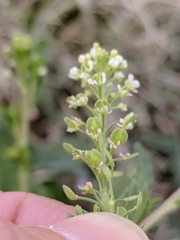 Lepidium virginicum virginicum