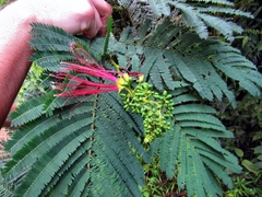 Calliandra houstoniana calothyrsus