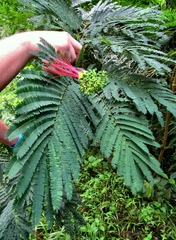 Calliandra houstoniana calothyrsus