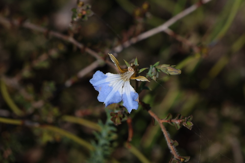 Image of Leschenaultia heteromera by (c) Greg Tasney, some rights reserved (CC BY-SA)