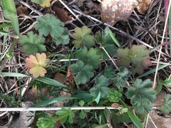 Lithophragma parviflorum