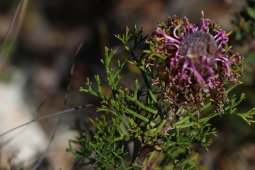 Image of Isopogon formosus by (c) Greg Tasney, some rights reserved (CC BY-SA)