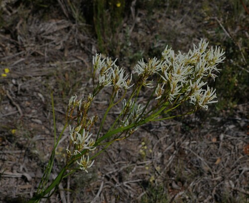 Conospermum teretifolium (Conospermum teretifolium)
