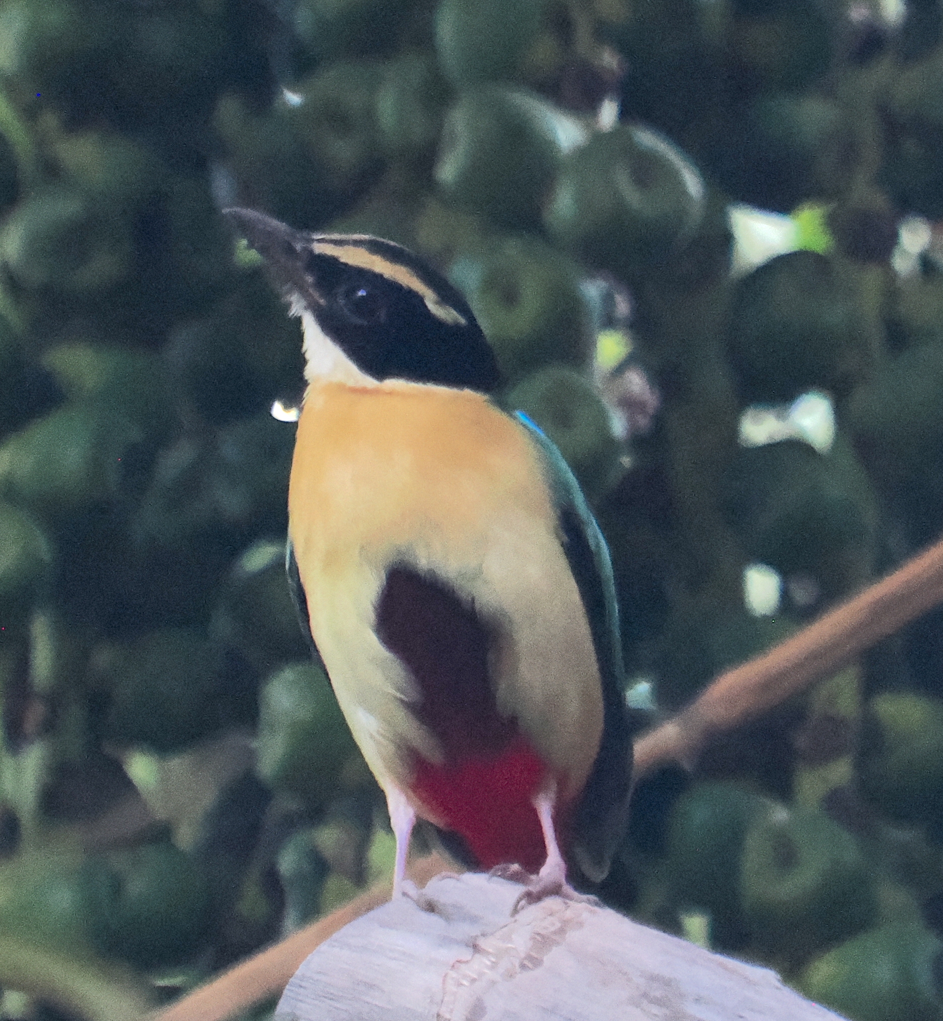 Elegant Pitta illustration