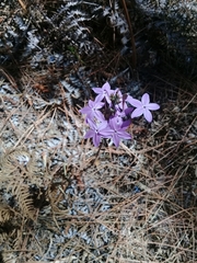 Pseuderanthemum praecox