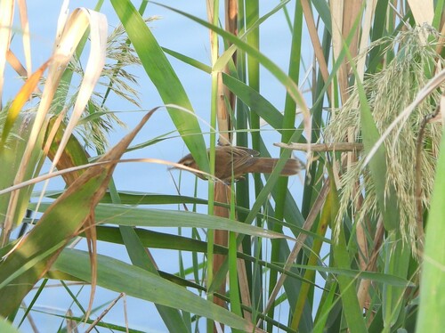Manchurian Reed Warbler (Acrocephalus tangorum), photo 3