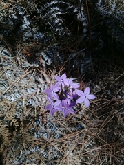 Pseuderanthemum praecox