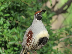 Gambel's Quail photo 6