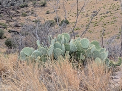 Opuntia discata