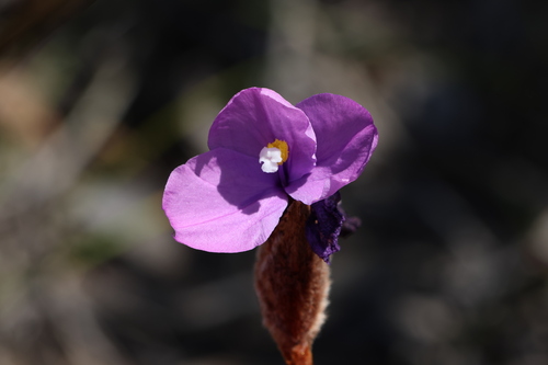 Image of Patersonia lanata by (c) Greg Tasney, some rights reserved (CC BY-SA)