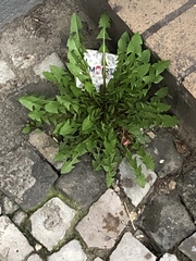 Taraxacum officinale
