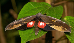 Phyllodes consobrina