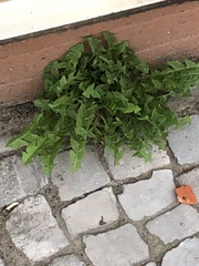 Taraxacum officinale