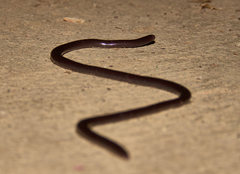 Amerotyphlops tycherus