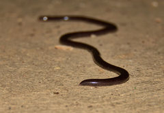Amerotyphlops tycherus