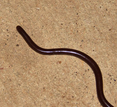 Amerotyphlops tycherus