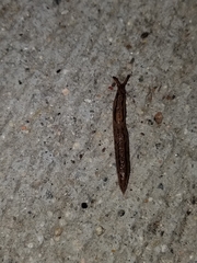 Ambigolimax