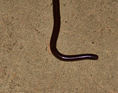 Amerotyphlops tycherus