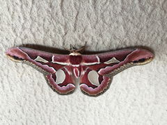 Rothschildia jacobaeae