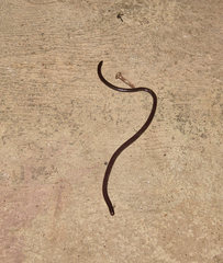 Amerotyphlops tycherus