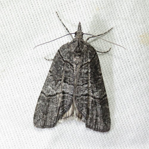 Cyclica frondaria