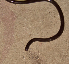 Amerotyphlops tycherus