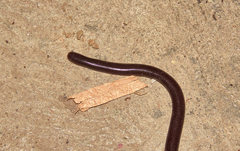 Amerotyphlops tycherus